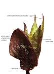  Calyx